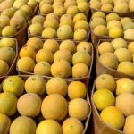 كانتلوب سيناء طازة – 3 كيلو - Image 3