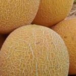 كانتلوب سيناء طازة – 3 كيلو - Image 2