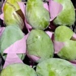 مانجو زبديه درجة أولى – طعم ناعم وسكر طبيعي - Image 3