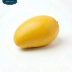 مانجو فجر كلان